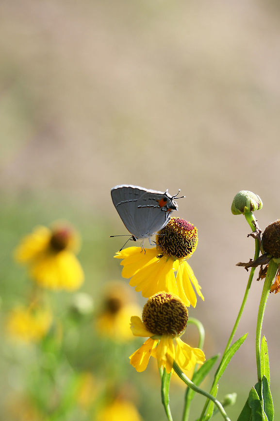 Gray Hairstreak (Strymon melinus) On Southern Sneezeweed (Helenium flexuosum) in an overgrown back yard habitat/meadow.<br />
<figure class="photo"><a href="https://www.jungledragon.com/image/65131/gray_hairstreak_strymon_melinus.html" title="Gray Hairstreak (Strymon melinus)"><img src="https://s3.amazonaws.com/media.jungledragon.com/images/3231/65131_thumb.jpg?AWSAccessKeyId=05GMT0V3GWVNE7GGM1R2&Expires=1767225610&Signature=Db3%2BpllvZq%2Flvka4a7a3bZ1pCyA%3D" width="106" height="152" alt="Gray Hairstreak (Strymon melinus) On Southern Sneezeweed (Helenium flexuosum) in an overgrown back yard habitat/meadow.<br />
https://www.jungledragon.com/image/65132/gray_hairstreak_strymon_melinus.html Geotagged,Gray Hairstreak,Strymon melinus,Summer,United States" /></a></figure> Geotagged,Gray Hairstreak,Strymon melinus,Summer,United States