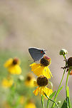 Gray Hairstreak (Strymon melinus) On Southern Sneezeweed (Helenium flexuosum) in an overgrown back yard habitat/meadow.<br />
https://www.jungledragon.com/image/65131/gray_hairstreak_strymon_melinus.html Geotagged,Gray Hairstreak,Strymon melinus,Summer,United States
