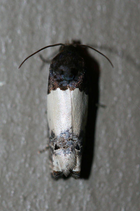 Goldenrod Gall Moth (Epiblema scudderiana) At porch lights near an overgrown backyard habitat.<br />
 Epiblema scudderiana,Geotagged,Goldenrod Gall Moth,Summer,United States
