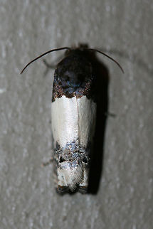Goldenrod Gall Moth (Epiblema scudderiana) At porch lights near an overgrown backyard habitat.
 Epiblema scudderiana,Geotagged,Goldenrod Gall Moth,Summer,United States
