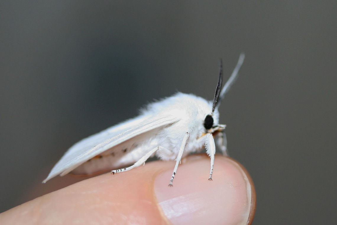 Virginian Tiger Moth (Spilosoma virginica) At porchlights near an overgrown backyard habitat in NW Georgia (Gordon County), US.<br />
<br />
This species is differentiated from Spilosoma congrua by the presence of yellow markings on the abdomen. S. congrua has a pure white abdomen.<br />
<br />
Note: Ridiculously reflective white wings!! :o<br />
<br />
<figure class="photo"><a href="https://www.jungledragon.com/image/65135/virginian_tiger_moth_spilosoma_virginica.html" title="Virginian Tiger Moth (Spilosoma virginica)"><img src="https://s3.amazonaws.com/media.jungledragon.com/images/3231/65135_thumb.jpg?AWSAccessKeyId=05GMT0V3GWVNE7GGM1R2&Expires=1767225610&Signature=xvWohJL9lH3wuHR3t8g%2BVOz0qRU%3D" width="200" height="132" alt="Virginian Tiger Moth (Spilosoma virginica) At porchlights near an overgrown backyard habitat in NW Georgia (Gordon County), US.<br />
<br />
This species is differentiated from Spilosoma congrua by the presence of yellow markings on the abdomen. S. congrua has a pure white abdomen.<br />
<br />
Note: Ridiculously reflective white wings!! :o<br />
https://www.jungledragon.com/image/65134/virginian_tiger_moth_spilosoma_virginica.html<br />
 Geotagged,Spilosoma virginica,Summer,United States" /></a></figure> Geotagged,Spilosoma virginica,Summer,United States