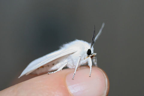 Virginian Tiger Moth (Spilosoma virginica) At porchlights near an overgrown backyard habitat in NW Georgia (Gordon County), US.

This species is differentiated from Spilosoma congrua by the presence of yellow markings on the abdomen. S. congrua has a pure white abdomen.

Note: Ridiculously reflective white wings!! :o

https://www.jungledragon.com/image/65135/virginian_tiger_moth_spilosoma_virginica.html Geotagged,Spilosoma virginica,Summer,United States