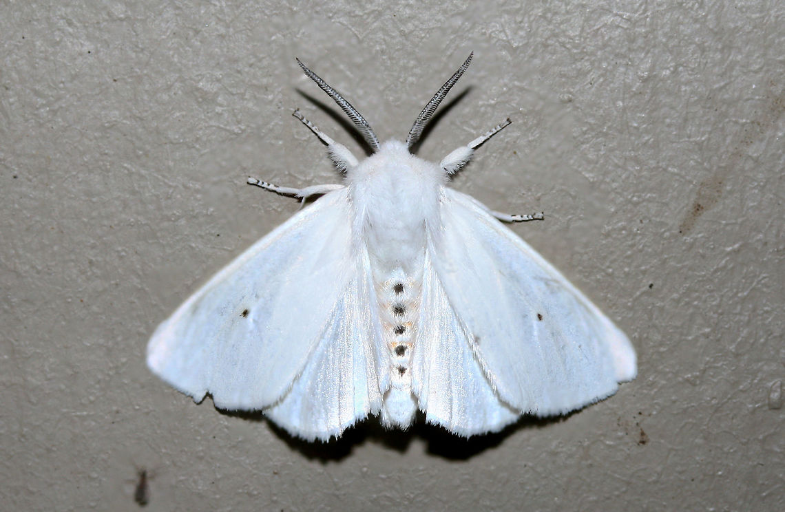Virginian Tiger Moth (Spilosoma virginica) At porchlights near an overgrown backyard habitat in NW Georgia (Gordon County), US.<br />
<br />
This species is differentiated from Spilosoma congrua by the presence of yellow markings on the abdomen. S. congrua has a pure white abdomen.<br />
<br />
Note: Ridiculously reflective white wings!! :o<br />
<figure class="photo"><a href="https://www.jungledragon.com/image/65134/virginian_tiger_moth_spilosoma_virginica.html" title="Virginian Tiger Moth (Spilosoma virginica)"><img src="https://s3.amazonaws.com/media.jungledragon.com/images/3231/65134_thumb.jpg?AWSAccessKeyId=05GMT0V3GWVNE7GGM1R2&Expires=1767225610&Signature=uWGo8dc8SBrYLYSPl1exUm%2FG9KE%3D" width="200" height="134" alt="Virginian Tiger Moth (Spilosoma virginica) At porchlights near an overgrown backyard habitat in NW Georgia (Gordon County), US.<br />
<br />
This species is differentiated from Spilosoma congrua by the presence of yellow markings on the abdomen. S. congrua has a pure white abdomen.<br />
<br />
Note: Ridiculously reflective white wings!! :o<br />
<br />
https://www.jungledragon.com/image/65135/virginian_tiger_moth_spilosoma_virginica.html Geotagged,Spilosoma virginica,Summer,United States" /></a></figure><br />
 Geotagged,Spilosoma virginica,Summer,United States