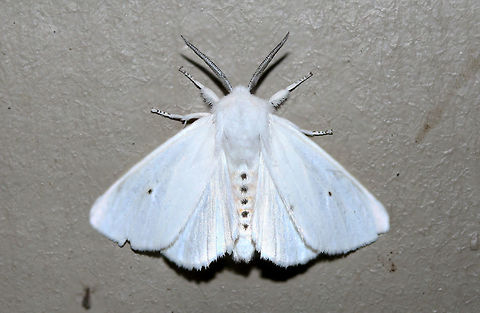 Virginia tiger moth