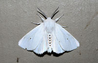 Virginian Tiger Moth (Spilosoma virginica) At porchlights near an overgrown backyard habitat in NW Georgia (Gordon County), US.<br />
<br />
This species is differentiated from Spilosoma congrua by the presence of yellow markings on the abdomen. S. congrua has a pure white abdomen.<br />
<br />
Note: Ridiculously reflective white wings!! :o<br />
https://www.jungledragon.com/image/65134/virginian_tiger_moth_spilosoma_virginica.html<br />
 Geotagged,Spilosoma virginica,Summer,United States