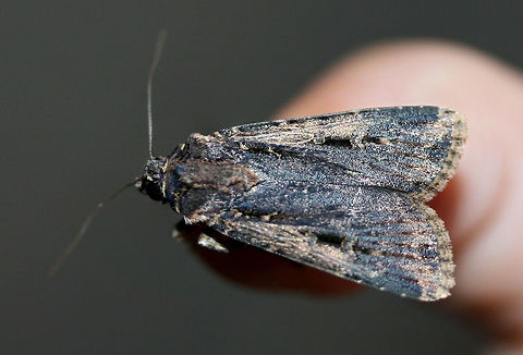 Subterranean Dart (Feltia subterranea) At porch lights near an overgrown backyard habitat.
 Feltia subterranea,Geotagged,Granulate Cutworm,Summer,United States
