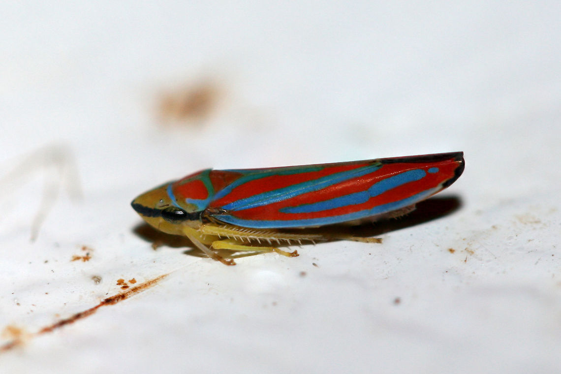 Candy-Striped Leafhopper (Graphocephala coccinea) Around 8mm in length. At porch lights near an overgrown backyard habitat.<br />
 Candy-striped leafhopper,Geotagged,Graphocephala coccinea,Summer,United States