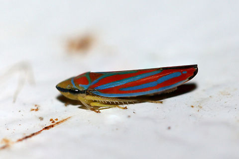Candy-Striped Leafhopper (Graphocephala coccinea) Around 8mm in length. At porch lights near an overgrown backyard habitat.
 Candy-striped leafhopper,Geotagged,Graphocephala coccinea,Summer,United States