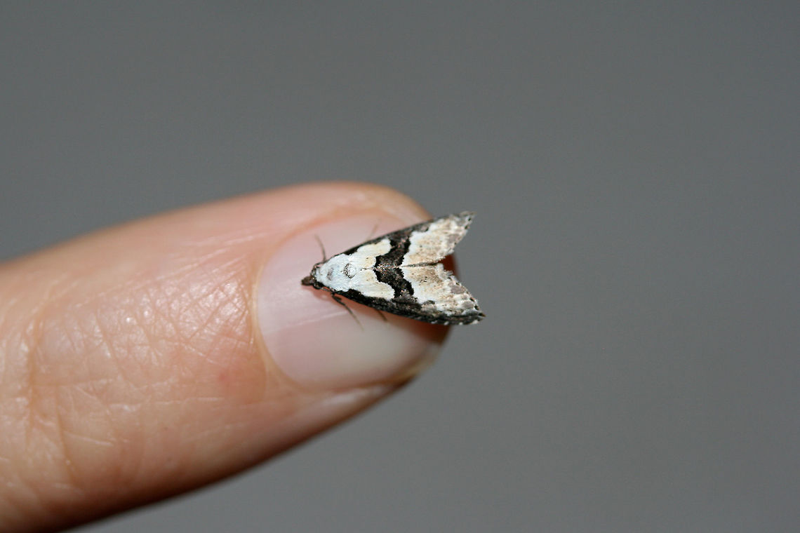 Thin-Winged Owlet (Nigetia formosalis) At porch lights near an overgrown backyard habitat.<br />
 API,Geotagged,Nigetia formosalis,Summer,United States