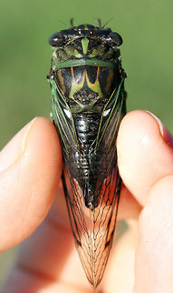 Linne's Cicada (Neotibicen linnei)? ♂ Male Neotibicen linnei? Waiting for ID confirmation but the dark black abdominal stripe, wing shape (bowed costal margin), eye color, and elongated opercula make me think this is the right ID.

Found on a dirt trail through a mixed forest in Rome, GA.
https://www.jungledragon.com/image/65229/linnes_cicada_neotibicen_linnei_.html
https://www.jungledragon.com/image/65230/linnes_cicada_neotibicen_linnei_.html
https://www.jungledragon.com/image/65231/linnes_cicada_neotibicen_linnei_.html Geotagged,Linnes cicada,Neotibicen linnei,Summer,United States