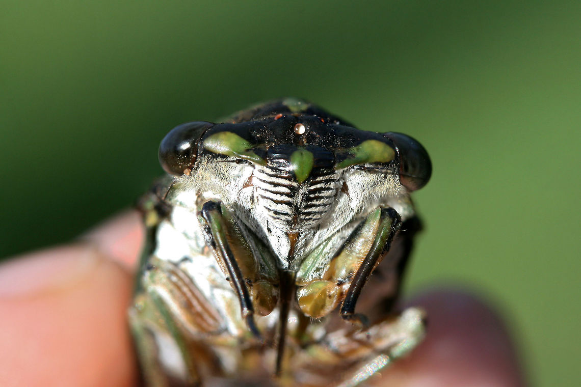 Linne's Cicada (Neotibicen linnei)? ♂ Male Neotibicen linnei? Waiting for ID confirmation but the dark black abdominal stripe, wing shape (bowed costal margin), eye color, and elongated opercula make me think this is the right ID.<br />
<br />
Found on a dirt trail through a mixed forest in Rome, GA.<br />
<figure class="photo"><a href="https://www.jungledragon.com/image/65228/linnes_cicada_neotibicen_linnei_.html" title="Linne&#039;s Cicada (Neotibicen linnei)? ♂"><img src="https://s3.amazonaws.com/media.jungledragon.com/images/3231/65228_thumb.jpg?AWSAccessKeyId=05GMT0V3GWVNE7GGM1R2&Expires=1761782410&Signature=gjh8OlihWKOaEp3GompH1phnENs%3D" width="92" height="152" alt="Linne&#039;s Cicada (Neotibicen linnei)? ♂ Male Neotibicen linnei? Waiting for ID confirmation but the dark black abdominal stripe, wing shape (bowed costal margin), eye color, and elongated opercula make me think this is the right ID.<br />
<br />
Found on a dirt trail through a mixed forest in Rome, GA.<br />
https://www.jungledragon.com/image/65229/linnes_cicada_neotibicen_linnei_.html<br />
https://www.jungledragon.com/image/65230/linnes_cicada_neotibicen_linnei_.html<br />
https://www.jungledragon.com/image/65231/linnes_cicada_neotibicen_linnei_.html Geotagged,Linnes cicada,Neotibicen linnei,Summer,United States" /></a></figure><br />
<figure class="photo"><a href="https://www.jungledragon.com/image/65230/linnes_cicada_neotibicen_linnei_.html" title="Linne&#039;s Cicada (Neotibicen linnei)? ♂"><img src="https://s3.amazonaws.com/media.jungledragon.com/images/3231/65230_thumb.jpg?AWSAccessKeyId=05GMT0V3GWVNE7GGM1R2&Expires=1761782410&Signature=YhA1%2Bn9nEcxufOTrA8g6nxe4sXs%3D" width="102" height="152" alt="Linne&#039;s Cicada (Neotibicen linnei)? ♂ Male Neotibicen linnei? Waiting for ID confirmation but the dark black abdominal stripe, wing shape (bowed costal margin), eye color, and elongated opercula make me think this is the right ID.<br />
<br />
Found on a dirt trail through a mixed forest in Rome, GA.<br />
https://www.jungledragon.com/image/65228/linnes_cicada_neotibicen_linnei_.html<br />
https://www.jungledragon.com/image/65229/linnes_cicada_neotibicen_linnei_.html<br />
https://www.jungledragon.com/image/65231/linnes_cicada_neotibicen_linnei_.html<br />
 Geotagged,Linnes cicada,Neotibicen linnei,Summer,United States" /></a></figure><br />
<figure class="photo"><a href="https://www.jungledragon.com/image/65231/linnes_cicada_neotibicen_linnei_.html" title="Linne&#039;s Cicada (Neotibicen linnei)? ♂"><img src="https://s3.amazonaws.com/media.jungledragon.com/images/3231/65231_thumb.jpg?AWSAccessKeyId=05GMT0V3GWVNE7GGM1R2&Expires=1761782410&Signature=B5PUC6x4YnOEzTa3nIL0wjtwe3s%3D" width="200" height="200" alt="Linne&#039;s Cicada (Neotibicen linnei)? ♂ Male Neotibicen linnei? Waiting for ID confirmation but the dark black abdominal stripe, wing shape (bowed costal margin), eye color, and elongated opercula make me think this is the right ID.<br />
<br />
Found on a dirt trail through a mixed forest in Rome, GA.<br />
https://www.jungledragon.com/image/65228/linnes_cicada_neotibicen_linnei_.html<br />
https://www.jungledragon.com/image/65230/linnes_cicada_neotibicen_linnei_.html<br />
https://www.jungledragon.com/image/65229/linnes_cicada_neotibicen_linnei_.html<br />
 Geotagged,Linnes cicada,Neotibicen linnei,Summer,United States" /></a></figure><br />
 Geotagged,Linnes cicada,Neotibicen linnei,Summer,United States