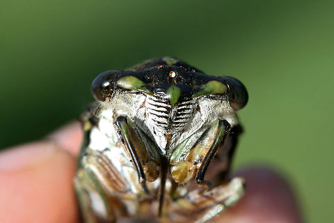 Linne's Cicada (Neotibicen linnei)? ♂ Male Neotibicen linnei? Waiting for ID confirmation but the dark black abdominal stripe, wing shape (bowed costal margin), eye color, and elongated opercula make me think this is the right ID.

Found on a dirt trail through a mixed forest in Rome, GA.
https://www.jungledragon.com/image/65228/linnes_cicada_neotibicen_linnei_.html
https://www.jungledragon.com/image/65230/linnes_cicada_neotibicen_linnei_.html
https://www.jungledragon.com/image/65231/linnes_cicada_neotibicen_linnei_.html
 Geotagged,Linnes cicada,Neotibicen linnei,Summer,United States