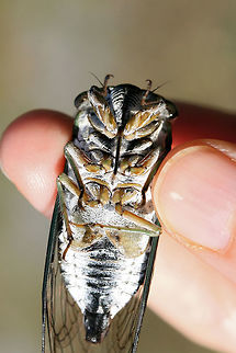 Linne's Cicada (Neotibicen linnei)? ♂ Male Neotibicen linnei? Waiting for ID confirmation but the dark black abdominal stripe, wing shape (bowed costal margin), eye color, and elongated opercula make me think this is the right ID.

Found on a dirt trail through a mixed forest in Rome, GA.
https://www.jungledragon.com/image/65228/linnes_cicada_neotibicen_linnei_.html
https://www.jungledragon.com/image/65229/linnes_cicada_neotibicen_linnei_.html
https://www.jungledragon.com/image/65231/linnes_cicada_neotibicen_linnei_.html
 Geotagged,Linnes cicada,Neotibicen linnei,Summer,United States