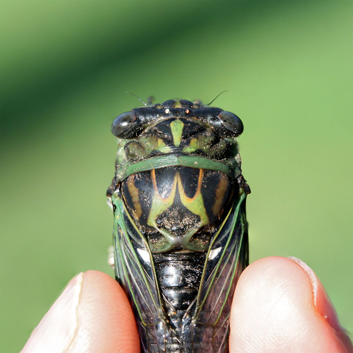 Linne's Cicada (Neotibicen linnei)? ♂ Male Neotibicen linnei? Waiting for ID confirmation but the dark black abdominal stripe, wing shape (bowed costal margin), eye color, and elongated opercula make me think this is the right ID.<br />
<br />
Found on a dirt trail through a mixed forest in Rome, GA.<br />
<figure class="photo"><a href="https://www.jungledragon.com/image/65228/linnes_cicada_neotibicen_linnei_.html" title="Linne's Cicada (Neotibicen linnei)? ♂"><img src="https://s3.amazonaws.com/media.jungledragon.com/images/3231/65228_thumb.jpg?AWSAccessKeyId=05GMT0V3GWVNE7GGM1R2&Expires=1769040010&Signature=iwaAK8r4sfgHaaBx7hZtF%2BW1koI%3D" width="92" height="152" alt="Linne's Cicada (Neotibicen linnei)? ♂ Male Neotibicen linnei? Waiting for ID confirmation but the dark black abdominal stripe, wing shape (bowed costal margin), eye color, and elongated opercula make me think this is the right ID.<br />
<br />
Found on a dirt trail through a mixed forest in Rome, GA.<br />
https://www.jungledragon.com/image/65229/linnes_cicada_neotibicen_linnei_.html<br />
https://www.jungledragon.com/image/65230/linnes_cicada_neotibicen_linnei_.html<br />
https://www.jungledragon.com/image/65231/linnes_cicada_neotibicen_linnei_.html Geotagged,Linnes cicada,Neotibicen linnei,Summer,United States" /></a></figure><br />
<figure class="photo"><a href="https://www.jungledragon.com/image/65230/linnes_cicada_neotibicen_linnei_.html" title="Linne's Cicada (Neotibicen linnei)? ♂"><img src="https://s3.amazonaws.com/media.jungledragon.com/images/3231/65230_thumb.jpg?AWSAccessKeyId=05GMT0V3GWVNE7GGM1R2&Expires=1769040010&Signature=NrxdwjNKJebKLoJFXyYmVJ%2BB%2FU0%3D" width="102" height="152" alt="Linne's Cicada (Neotibicen linnei)? ♂ Male Neotibicen linnei? Waiting for ID confirmation but the dark black abdominal stripe, wing shape (bowed costal margin), eye color, and elongated opercula make me think this is the right ID.<br />
<br />
Found on a dirt trail through a mixed forest in Rome, GA.<br />
https://www.jungledragon.com/image/65228/linnes_cicada_neotibicen_linnei_.html<br />
https://www.jungledragon.com/image/65229/linnes_cicada_neotibicen_linnei_.html<br />
https://www.jungledragon.com/image/65231/linnes_cicada_neotibicen_linnei_.html<br />
 Geotagged,Linnes cicada,Neotibicen linnei,Summer,United States" /></a></figure><br />
<figure class="photo"><a href="https://www.jungledragon.com/image/65229/linnes_cicada_neotibicen_linnei_.html" title="Linne's Cicada (Neotibicen linnei)? ♂"><img src="https://s3.amazonaws.com/media.jungledragon.com/images/3231/65229_thumb.jpg?AWSAccessKeyId=05GMT0V3GWVNE7GGM1R2&Expires=1769040010&Signature=sM9Tg3sDDrVchIV0krhzLxB72qI%3D" width="200" height="134" alt="Linne's Cicada (Neotibicen linnei)? ♂ Male Neotibicen linnei? Waiting for ID confirmation but the dark black abdominal stripe, wing shape (bowed costal margin), eye color, and elongated opercula make me think this is the right ID.<br />
<br />
Found on a dirt trail through a mixed forest in Rome, GA.<br />
https://www.jungledragon.com/image/65228/linnes_cicada_neotibicen_linnei_.html<br />
https://www.jungledragon.com/image/65230/linnes_cicada_neotibicen_linnei_.html<br />
https://www.jungledragon.com/image/65231/linnes_cicada_neotibicen_linnei_.html<br />
 Geotagged,Linnes cicada,Neotibicen linnei,Summer,United States" /></a></figure><br />
 Geotagged,Linnes cicada,Neotibicen linnei,Summer,United States