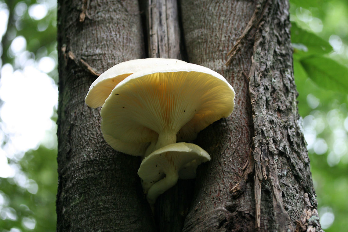 Pleurotus laevis Growing from a hickory (Carya sp.) tree in a dense mixed hardwood/coniferous forest in NW Georgia. Geotagged,Pleurotus laevis,Summer,United States