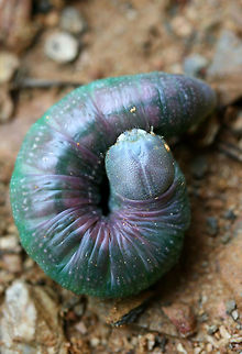 White-Spotted Prominent (Nadata gibbosa) In a disturbed area at the edge of a dense mixed hardwood/coniferous forest in NW Georgia (Gordon County), US.

This individual was not at all happy to be photographed (I tried to move it for a better shot) and began defensively lashing at me!

Also of note, one could observe hemolymph (the purple) being pumped through the body! It was pulsating visibly!
https://www.jungledragon.com/image/65337/white-spotted_prominent_nadata_gibbosa.html Geotagged,Nadata gibbosa,Rough prominent,Summer,United States