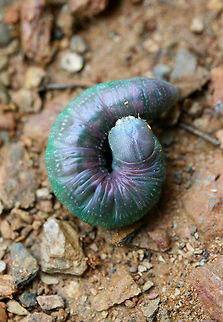 White-Spotted Prominent (Nadata gibbosa) In a disturbed area at the edge of a dense mixed hardwood/coniferous forest in NW Georgia (Gordon County), US.

This individual was not at all happy to be photographed (I tried to move it for a better shot) and began defensively lashing at me!

Also of note, one could observe hemolymph (the purple) being pumped through the body! It was pulsating visibly!
https://www.jungledragon.com/image/65336/white-spotted_prominent_nadata_gibbosa.html Geotagged,Nadata gibbosa,Rough prominent,Summer,United States