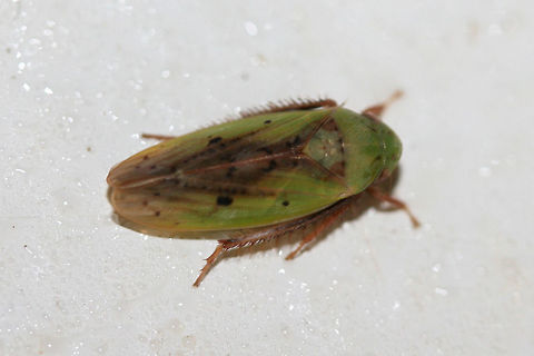 Ponana pectoralis On a cool chest freezer surface below porch lights near an overgrown backyard habitat. Geotagged,Ponana pectoralis,Summer,United States