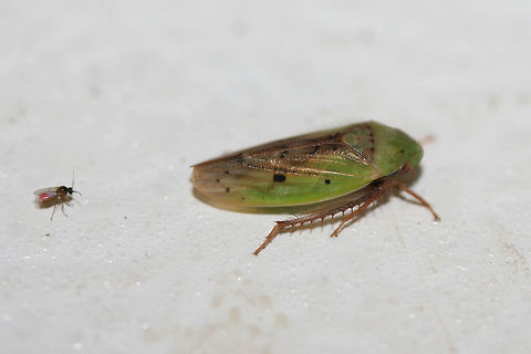 Ponana pectoralis (with a photobomber) On a cool chest freezer surface below porch lights near an overgrown backyard habitat. Geotagged,Ponana pectoralis,Summer,United States