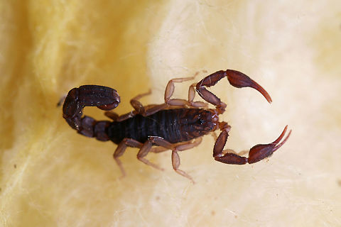 Southern Devil Scorpion (Vaejovis carolinianus) Found in old insulation we are ripping out of our camper/RV during renovation. Near a dense mixed hardwood/coniferous forest in NW Georgia (Gordon County). Geotagged,Southern unstriped scorpion,Summer,United States,Vaejovis carolinianus