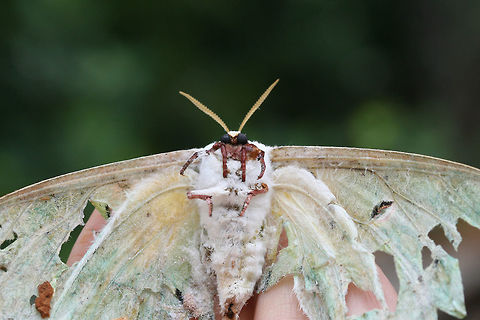 Luna Moth (Actias luna) - Worn and Deceased. Found this deceased individual on a ridge side near the edge of a dense mixed hardwood/coniferous forest in NW Georgia (Gordon County), US. Actias luna,Geotagged,Luna Moth,Summer,United States