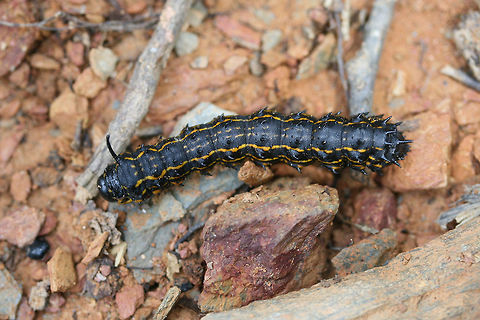 Peigler's Oakworm Moth (Anisota peigleri) At the edge of a dense mixed hardwood/coniferous forest in NW Georgia (Gordon County), US. August 19, 2018. Anisota peigleri,Geotagged,Summer,United States