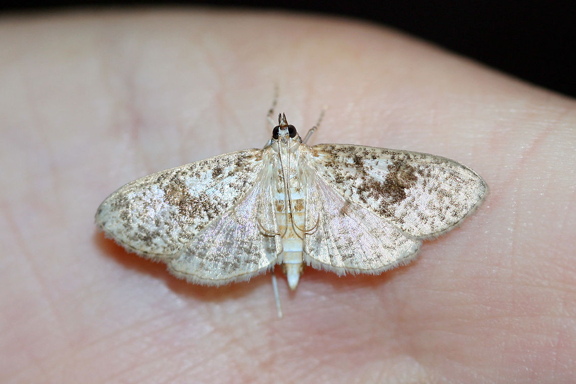 Splendid Palpita Moth (Palpita magniferalis) At porch lights near an overgrown backyard habitat.<br />
 Geotagged,Palpita magniferalis,Summer,United States