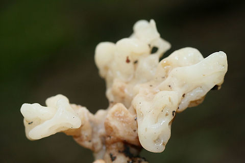 Helvellosebacina concrescens At the base of a ridge in a dense mixed hardwood/coniferous forest in NW Georgia.
https://www.jungledragon.com/image/65370/white_coral_jelly_fungus_sebacina_sparassoidea.html
https://www.jungledragon.com/image/65369/white_coral_jelly_fungus_sebacina_sparassoidea.html Geotagged,Helvellosebacina concrescens,Sebacina sparassoidea,Summer,United States,White Coral Jelly Fungus