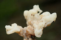Helvellosebacina concrescens At the base of a ridge in a dense mixed hardwood/coniferous forest in NW Georgia.<br />
https://www.jungledragon.com/image/65370/white_coral_jelly_fungus_sebacina_sparassoidea.html<br />
https://www.jungledragon.com/image/65369/white_coral_jelly_fungus_sebacina_sparassoidea.html Geotagged,Helvellosebacina concrescens,Sebacina sparassoidea,Summer,United States,White Coral Jelly Fungus