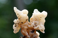 Helvellosebacina concrescens At the base of a ridge in a dense mixed hardwood/coniferous forest in NW Georgia.<br />
https://www.jungledragon.com/image/65370/white_coral_jelly_fungus_sebacina_sparassoidea.html<br />
https://www.jungledragon.com/image/65368/white_coral_jelly_fungus_sebacina_sparassoidea.html Helvellosebacina concrescens,Sebacina sparassoidea,White Coral Jelly Fungus