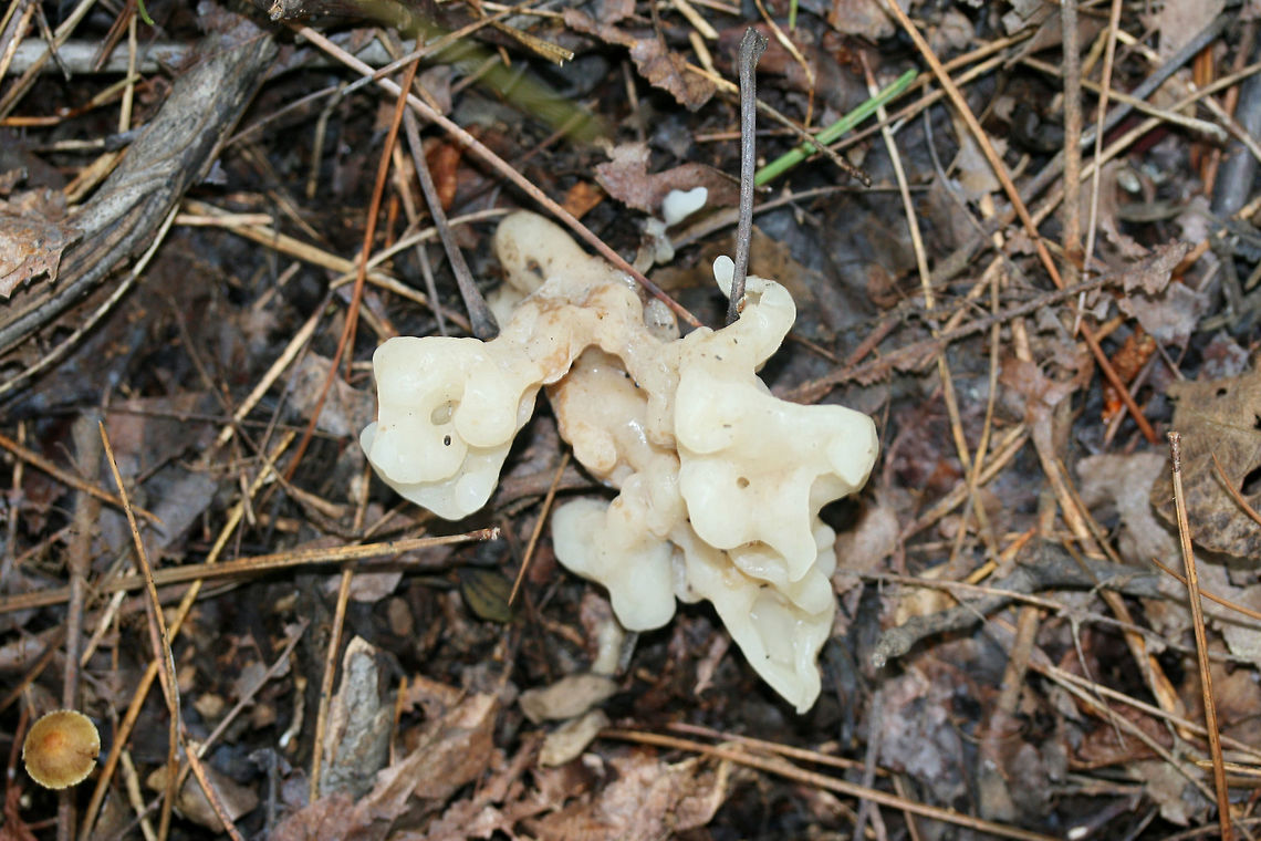 Helvellosebacina concrescens At the base of a ridge in a dense mixed hardwood/coniferous forest in NW Georgia.<br />
<figure class="photo"><a href="https://www.jungledragon.com/image/65368/helvellosebacina_concrescens.html" title="Helvellosebacina concrescens"><img src="https://s3.amazonaws.com/media.jungledragon.com/images/3231/65368_thumb.jpg?AWSAccessKeyId=05GMT0V3GWVNE7GGM1R2&Expires=1769040010&Signature=U%2Bb%2BYXE7am%2BQT1Xqg4w1woxM6so%3D" width="200" height="134" alt="Helvellosebacina concrescens At the base of a ridge in a dense mixed hardwood/coniferous forest in NW Georgia.<br />
https://www.jungledragon.com/image/65370/white_coral_jelly_fungus_sebacina_sparassoidea.html<br />
https://www.jungledragon.com/image/65369/white_coral_jelly_fungus_sebacina_sparassoidea.html Geotagged,Helvellosebacina concrescens,Sebacina sparassoidea,Summer,United States,White Coral Jelly Fungus" /></a></figure><br />
<figure class="photo"><a href="https://www.jungledragon.com/image/65369/helvellosebacina_concrescens.html" title="Helvellosebacina concrescens"><img src="https://s3.amazonaws.com/media.jungledragon.com/images/3231/65369_thumb.jpg?AWSAccessKeyId=05GMT0V3GWVNE7GGM1R2&Expires=1769040010&Signature=%2FmMcIfc5KtfK9%2FNcnY3SJ30OVeU%3D" width="200" height="134" alt="Helvellosebacina concrescens At the base of a ridge in a dense mixed hardwood/coniferous forest in NW Georgia.<br />
https://www.jungledragon.com/image/65370/white_coral_jelly_fungus_sebacina_sparassoidea.html<br />
https://www.jungledragon.com/image/65368/white_coral_jelly_fungus_sebacina_sparassoidea.html Helvellosebacina concrescens,Sebacina sparassoidea,White Coral Jelly Fungus" /></a></figure> Helvellosebacina concrescens,Sebacina sparassoidea,White Coral Jelly Fungus