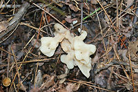 Helvellosebacina concrescens At the base of a ridge in a dense mixed hardwood/coniferous forest in NW Georgia.<br />
https://www.jungledragon.com/image/65368/white_coral_jelly_fungus_sebacina_sparassoidea.html<br />
https://www.jungledragon.com/image/65369/white_coral_jelly_fungus_sebacina_sparassoidea.html Helvellosebacina concrescens,Sebacina sparassoidea,White Coral Jelly Fungus