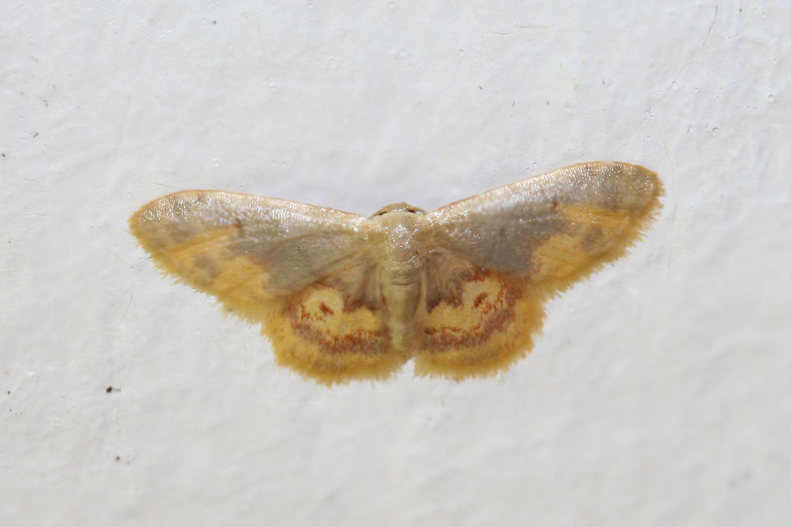 Diminutive Wave Moth (Idaea scintillularia) At porch lights near an overgrown backyard habitat.<br />
<br />
This beauty was so difficult to photograph! Geometrid Moth,Geotagged,Idaea,Idaea scintillularia,Insecta,Summer,United States,diminutive wave moth,geometridae,insect,lepidoptera,moth,moths,wave moth