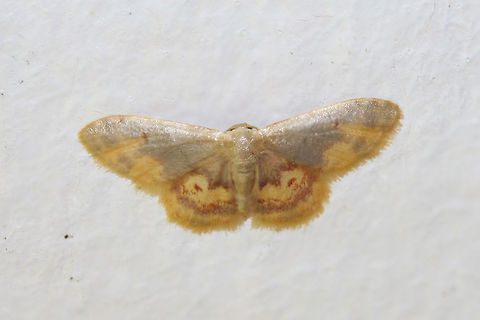 Diminutive Wave Moth (Idaea scintillularia) At porch lights near an overgrown backyard habitat.

This beauty was so difficult to photograph! Geometrid Moth,Geotagged,Idaea,Idaea scintillularia,Insecta,Summer,United States,diminutive wave moth,geometridae,insect,lepidoptera,moth,moths,wave moth