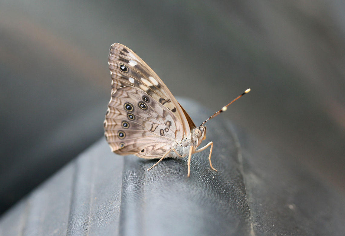Hackberry Emperor (Asterocampa celtis) Resting on our vehicle near the edge of a dense mixed hardwood/coniferous forest in NW Georgia.<br />
<figure class="photo"><a href="https://www.jungledragon.com/image/65406/hackberry_emperor_asterocampa_celtis.html" title="Hackberry Emperor (Asterocampa celtis)"><img src="https://s3.amazonaws.com/media.jungledragon.com/images/3231/65406_thumb.jpg?AWSAccessKeyId=05GMT0V3GWVNE7GGM1R2&Expires=1759968010&Signature=TPMEBWNmS%2F2pkWXPsSgwNPubtdE%3D" width="200" height="134" alt="Hackberry Emperor (Asterocampa celtis) Resting on our vehicle near the edge of a dense mixed hardwood/coniferous forest in NW Georgia.<br />
https://www.jungledragon.com/image/65404/hackberry_emperor_asterocampa_celtis.html<br />
https://www.jungledragon.com/image/65405/hackberry_emperor_asterocampa_celtis.html Asterocampa celtis,Geotagged,Summer,United States" /></a></figure><br />
<figure class="photo"><a href="https://www.jungledragon.com/image/65405/hackberry_emperor_asterocampa_celtis.html" title="Hackberry Emperor (Asterocampa celtis)"><img src="https://s3.amazonaws.com/media.jungledragon.com/images/3231/65405_thumb.jpg?AWSAccessKeyId=05GMT0V3GWVNE7GGM1R2&Expires=1759968010&Signature=yBqKZ5r6avZJyNilRFAipuZYC1I%3D" width="102" height="152" alt="Hackberry Emperor (Asterocampa celtis) Resting on our vehicle near the edge of a dense mixed hardwood/coniferous forest in NW Georgia.<br />
https://www.jungledragon.com/image/65404/hackberry_emperor_asterocampa_celtis.html<br />
https://www.jungledragon.com/image/65406/hackberry_emperor_asterocampa_celtis.html Asterocampa celtis,Geotagged,Summer,United States" /></a></figure> Asterocampa celtis,Geotagged,Summer,United States