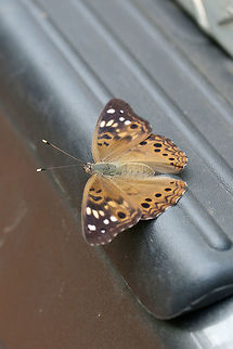 Hackberry Emperor (Asterocampa celtis) Resting on our vehicle near the edge of a dense mixed hardwood/coniferous forest in NW Georgia.
https://www.jungledragon.com/image/65404/hackberry_emperor_asterocampa_celtis.html
https://www.jungledragon.com/image/65406/hackberry_emperor_asterocampa_celtis.html Asterocampa celtis,Geotagged,Summer,United States