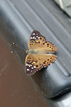 Hackberry Emperor (Asterocampa celtis) Resting on our vehicle near the edge of a dense mixed hardwood/coniferous forest in NW Georgia.<br />
https://www.jungledragon.com/image/65404/hackberry_emperor_asterocampa_celtis.html<br />
https://www.jungledragon.com/image/65406/hackberry_emperor_asterocampa_celtis.html Asterocampa celtis,Geotagged,Summer,United States