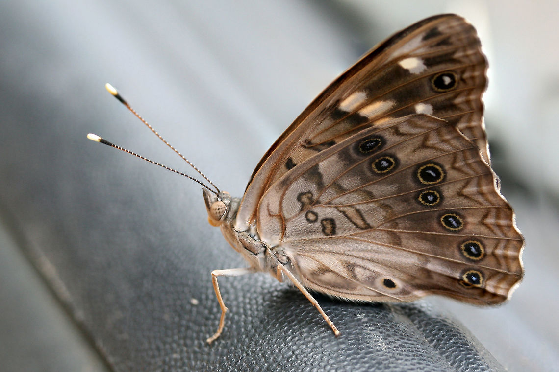 Hackberry Emperor (Asterocampa celtis) Resting on our vehicle near the edge of a dense mixed hardwood/coniferous forest in NW Georgia.<br />
<figure class="photo"><a href="https://www.jungledragon.com/image/65404/hackberry_emperor_asterocampa_celtis.html" title="Hackberry Emperor (Asterocampa celtis)"><img src="https://s3.amazonaws.com/media.jungledragon.com/images/3231/65404_thumb.jpg?AWSAccessKeyId=05GMT0V3GWVNE7GGM1R2&Expires=1767225610&Signature=Fbyv6YBwqK4aplXmK6wBiTbSDMU%3D" width="200" height="138" alt="Hackberry Emperor (Asterocampa celtis) Resting on our vehicle near the edge of a dense mixed hardwood/coniferous forest in NW Georgia.<br />
https://www.jungledragon.com/image/65406/hackberry_emperor_asterocampa_celtis.html<br />
https://www.jungledragon.com/image/65405/hackberry_emperor_asterocampa_celtis.html Asterocampa celtis,Geotagged,Summer,United States" /></a></figure><br />
<figure class="photo"><a href="https://www.jungledragon.com/image/65405/hackberry_emperor_asterocampa_celtis.html" title="Hackberry Emperor (Asterocampa celtis)"><img src="https://s3.amazonaws.com/media.jungledragon.com/images/3231/65405_thumb.jpg?AWSAccessKeyId=05GMT0V3GWVNE7GGM1R2&Expires=1767225610&Signature=UAfQKs3zdG75srTh7QI2Qxy4cJk%3D" width="102" height="152" alt="Hackberry Emperor (Asterocampa celtis) Resting on our vehicle near the edge of a dense mixed hardwood/coniferous forest in NW Georgia.<br />
https://www.jungledragon.com/image/65404/hackberry_emperor_asterocampa_celtis.html<br />
https://www.jungledragon.com/image/65406/hackberry_emperor_asterocampa_celtis.html Asterocampa celtis,Geotagged,Summer,United States" /></a></figure> Asterocampa celtis,Geotagged,Summer,United States