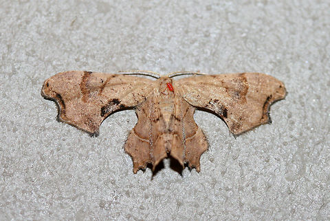 Brown Scoopwing Moth (Calledapteryx dryopterata) Brown moth with wings in a cross-shaped configuration. Forewings have a large "scoop" at the outer edges, differentiating this species from others in the same genus.

Note: A mite hitchhiker on this one too! Brown Scoopwing,Calledapteryx,Calledapteryx dryopterata,Geotagged,Summer,United States,Uraniidae,insect,insecta,lepidoptera,moth,moths,scoopwing moth