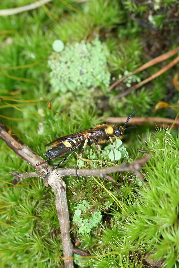 Asian Horntail Wasp (Eriotremex formosanus) ♀ ADVENTIVE/INTRODUCED. Wasp with long abdomen with a projecting abdominal spike.<br />
<br />
Feeds on the deadwood of hickory, sweet gum, and other trees.<br />
<br />
Siricid wasps have abdominal dorsal projections called "horns." Both males and females have horns, however, females additionally have an ovipositor within a sheath which is placed ventrally within the abdomen. <br />
<br />
Siricid larvae require a relationship with saprophytic fungi in order to digest wood. It is a complex symbiotic interaction between the wasp, the fungi, and the tree (which I may later detail here once I understand it better)!<br />
<figure class="photo"><a href="https://www.jungledragon.com/image/65411/asian_horntail_wasp_eriotremex_formosanus_.html" title="Asian Horntail Wasp (Eriotremex formosanus) ♀"><img src="https://s3.amazonaws.com/media.jungledragon.com/images/3231/65411_thumb.jpg?AWSAccessKeyId=05GMT0V3GWVNE7GGM1R2&Expires=1770854410&Signature=KvtfzJ9KVWJL3RiWKREtqnClJXA%3D" width="200" height="200" alt="Asian Horntail Wasp (Eriotremex formosanus) ♀ ADVENTIVE/INTRODUCED. Wasp with long abdomen with a projecting abdominal spike.<br />
<br />
Feeds on the deadwood of hickory, sweet gum, and other trees.<br />
<br />
Siricid wasps have abdominal dorsal projections called "horns." Both males and females have horns, however, females additionally have an ovipositor within a sheath which is placed ventrally within the abdomen.  <br />
<br />
Siricid larvae require a relationship with saprophytic fungi in order to digest wood. It is a complex symbiotic interaction between the wasp, the fungi, and the tree (which I may later detail here once I understand it better)!<br />
https://www.jungledragon.com/image/65410/asian_horntail_wasp_eriotremex_formosanus_.html<br />
 Asian Horntail Wasp,Eriotremex,Eriotremex formosanus,Geotagged,Summer,United States,asian horntail wasp,horntail wasp,hymenoptera,insect,insecta,wasp" /></a></figure><br />
<br />
 Asian Horntail Wasp,Eriotremex,Eriotremex formosanus,Geotagged,Summer,United States,asian horntail wasp,horntail wasp,hymenoptera,insect,insecta,wasps