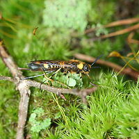 Asian Horntail Wasp (Eriotremex formosanus) ♀ ADVENTIVE/INTRODUCED. Wasp with long abdomen with a projecting abdominal spike.<br />
<br />
Feeds on the deadwood of hickory, sweet gum, and other trees.<br />
<br />
Siricid wasps have abdominal dorsal projections called "horns." Both males and females have horns, however, females additionally have an ovipositor within a sheath which is placed ventrally within the abdomen. <br />
<br />
Siricid larvae require a relationship with saprophytic fungi in order to digest wood. It is a complex symbiotic interaction between the wasp, the fungi, and the tree (which I may later detail here once I understand it better)!<br />
https://www.jungledragon.com/image/65410/asian_horntail_wasp_eriotremex_formosanus_.html<br />
Asian Horntail Wasp,Eriotremex,Eriotremex formosanus,Geotagged,Summer,United States,asian horntail wasp,horntail wasp,hymenoptera,insect,insecta,wasp