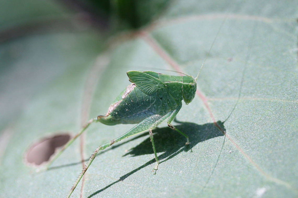 Lesser Anglewing (Microcentrum retinerve) Nymph Resting on foliage along a forest trail in Floyd County, Georgia, US. August 17, 2018.<br />
<figure class="photo"><a href="https://www.jungledragon.com/image/65426/lesser_anglewing_microcentrum_retinerve_nymph.html" title="Lesser Anglewing (Microcentrum retinerve) Nymph"><img src="https://s3.amazonaws.com/media.jungledragon.com/images/3231/65426_thumb.jpg?AWSAccessKeyId=05GMT0V3GWVNE7GGM1R2&Expires=1767225610&Signature=RskzWcmP5ZfYLQDyxiUp8GJPjSQ%3D" width="104" height="152" alt="Lesser Anglewing (Microcentrum retinerve) Nymph Resting on foliage along a forest trail in Floyd County, Georgia, US. August 17, 2018.<br />
https://www.jungledragon.com/image/65425/phaneropterine_katydid_subfamily_phaneropterinae.html Geotagged,Insecta,Microcentrum retinerve,Summer,United States,insect,katydid,phaneropterinae,phaneropterine katydid" /></a></figure> Geotagged,Insecta,Microcentrum retinerve,Summer,United States,insect,katydid,phaneropterinae,phaneropterine katydid