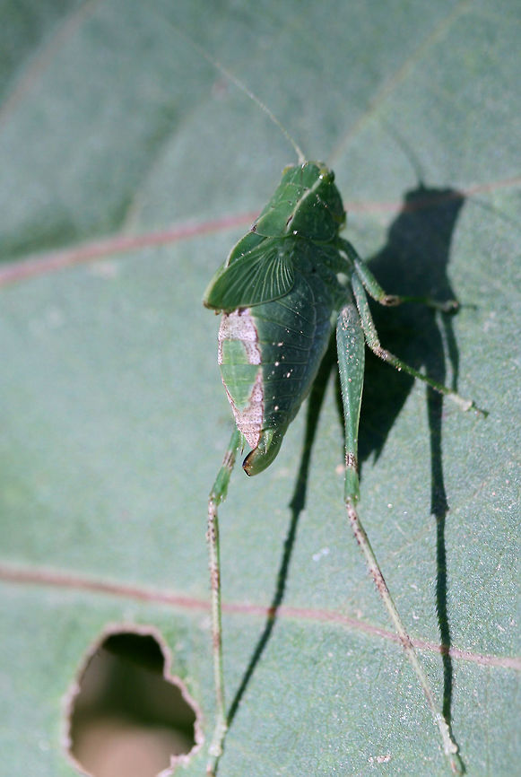 Lesser Anglewing (Microcentrum retinerve) Nymph Resting on foliage along a forest trail in Floyd County, Georgia, US. August 17, 2018.<br />
<figure class="photo"><a href="https://www.jungledragon.com/image/65425/lesser_anglewing_microcentrum_retinerve_nymph.html" title="Lesser Anglewing (Microcentrum retinerve) Nymph"><img src="https://s3.amazonaws.com/media.jungledragon.com/images/3231/65425_thumb.jpg?AWSAccessKeyId=05GMT0V3GWVNE7GGM1R2&Expires=1767225610&Signature=GkTi6nqrSLg061vG1BLZLtnkaRY%3D" width="200" height="134" alt="Lesser Anglewing (Microcentrum retinerve) Nymph Resting on foliage along a forest trail in Floyd County, Georgia, US. August 17, 2018.<br />
https://www.jungledragon.com/image/65426/phaneropterine_katydid_subfamily_phaneropterinae.html Geotagged,Insecta,Microcentrum retinerve,Summer,United States,insect,katydid,phaneropterinae,phaneropterine katydid" /></a></figure> Geotagged,Insecta,Microcentrum retinerve,Summer,United States,insect,katydid,phaneropterinae,phaneropterine katydid