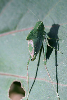 Lesser Anglewing (Microcentrum retinerve) Nymph Resting on foliage along a forest trail in Floyd County, Georgia, US. August 17, 2018.
https://www.jungledragon.com/image/65425/phaneropterine_katydid_subfamily_phaneropterinae.html Geotagged,Insecta,Microcentrum retinerve,Summer,United States,insect,katydid,phaneropterinae,phaneropterine katydid