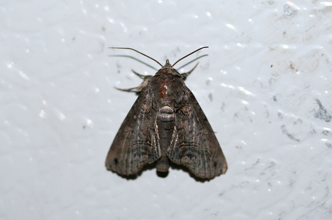 Large Paectes Moth (Paectes abrostoloides) Worn individual at porch lights near an overgrown backyard habitat in NW Georgia (Gordon County).<br />
 Geotagged,Noctuidae,Paectes abrostoloides,Summer,United States,large paectes moth,lepidoptera,moth,moths,paectes,paectes abrostoloides