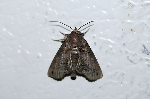 Large Paectes Moth (Paectes abrostoloides) Worn individual at porch lights near an overgrown backyard habitat in NW Georgia (Gordon County).
 Geotagged,Noctuidae,Paectes abrostoloides,Summer,United States,large paectes moth,lepidoptera,moth,moths,paectes,paectes abrostoloides