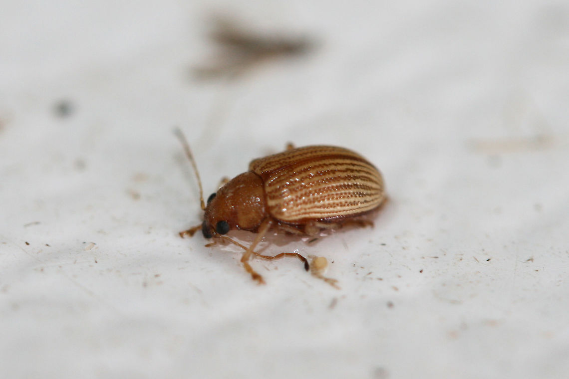 Grape Colaspis (Colaspis brunnea) At porch lights near an overgrown backyard habitat in NW Georgia (Gordon County), US. August 20, 2018.<br />
<figure class="photo"><a href="https://www.jungledragon.com/image/65431/grape_colaspis_colaspis_brunnea.html" title="Grape Colaspis (Colaspis brunnea)"><img src="https://s3.amazonaws.com/media.jungledragon.com/images/3231/65431_thumb.jpg?AWSAccessKeyId=05GMT0V3GWVNE7GGM1R2&Expires=1770854410&Signature=sQ9C9f2w383urJgcurYawG7enS8%3D" width="102" height="152" alt="Grape Colaspis (Colaspis brunnea) At porch lights near an overgrown backyard habitat in NW Georgia (Gordon County), US. August 20, 2018.<br />
https://www.jungledragon.com/image/65430/id_help_appreciated_-_coleoptera.html<br />
<br />
 From  "Costate species of Colaspis in the United States," the key points to C. brunnea having a metallic margin on prothorax and elytra. C. hespera does not have these margins. Colaspis,Colaspis brunnea,Geotagged,Insecta,Summer,United States,beetle,beetles,coleoptera,insect" /></a></figure><br />
<br />
 From  "Costate species of Colaspis in the United States," the key points to C. brunnea having a metallic margin on prothorax and elytra. C. hespera does not have these margins. Colaspis,Colaspis brunnea,Geotagged,Summer,United States,beetle,beetles,coleoptera,insect,insecta