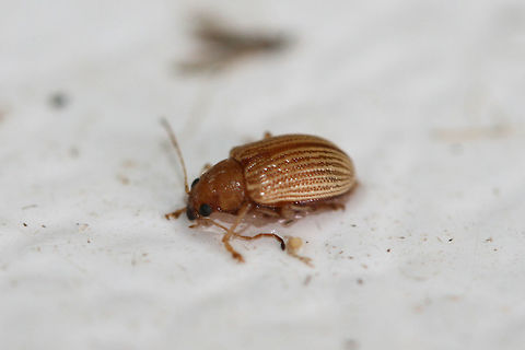 Grape Colaspis (Colaspis brunnea) At porch lights near an overgrown backyard habitat in NW Georgia (Gordon County), US. August 20, 2018.
https://www.jungledragon.com/image/65431/id_help_appreciated_-_coleoptera.html

 From  "Costate species of Colaspis in the United States," the key points to C. brunnea having a metallic margin on prothorax and elytra. C. hespera does not have these margins. Colaspis,Colaspis brunnea,Geotagged,Summer,United States,beetle,beetles,coleoptera,insect,insecta