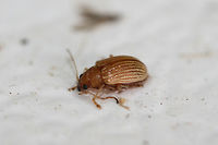 Grape Colaspis (Colaspis brunnea) At porch lights near an overgrown backyard habitat in NW Georgia (Gordon County), US. August 20, 2018.<br />
https://www.jungledragon.com/image/65431/id_help_appreciated_-_coleoptera.html<br />
<br />
 From  "Costate species of Colaspis in the United States," the key points to C. brunnea having a metallic margin on prothorax and elytra. C. hespera does not have these margins. Colaspis,Colaspis brunnea,Geotagged,Summer,United States,beetle,beetles,coleoptera,insect,insecta