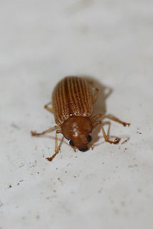 Grape Colaspis (Colaspis brunnea) At porch lights near an overgrown backyard habitat in NW Georgia (Gordon County), US. August 20, 2018.
https://www.jungledragon.com/image/65430/id_help_appreciated_-_coleoptera.html

 From  "Costate species of Colaspis in the United States," the key points to C. brunnea having a metallic margin on prothorax and elytra. C. hespera does not have these margins. Colaspis,Colaspis brunnea,Geotagged,Insecta,Summer,United States,beetle,beetles,coleoptera,insect
